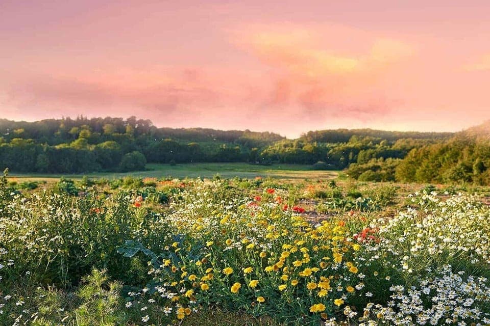 Surroundings [summer] (1-5 km)