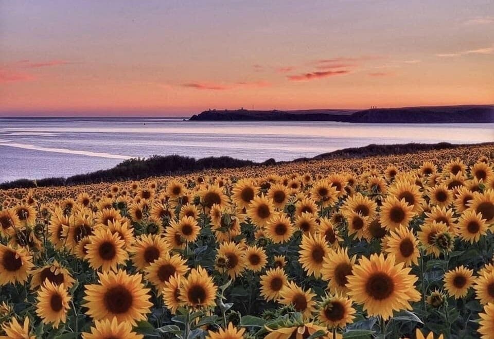 Our sunflowers at their best over West Angle Bay
