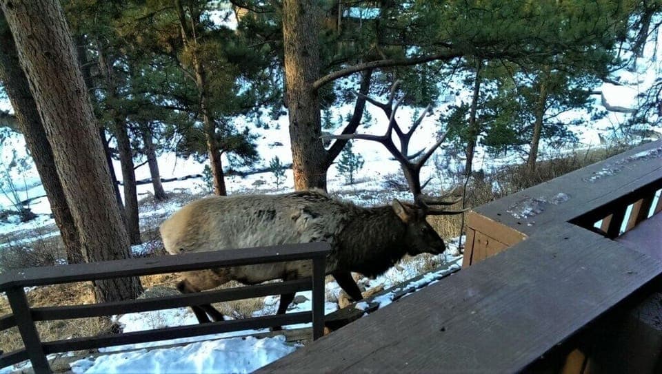 Elk visiors.jpeg