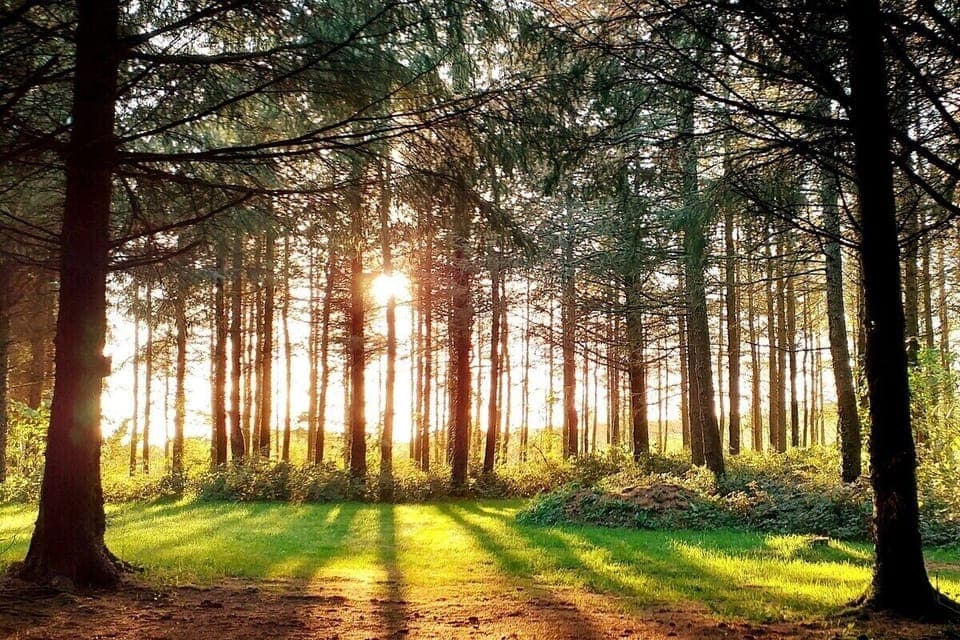 Lew Valley Lodge  - Take a relaxing stroll through Lobhill Woods