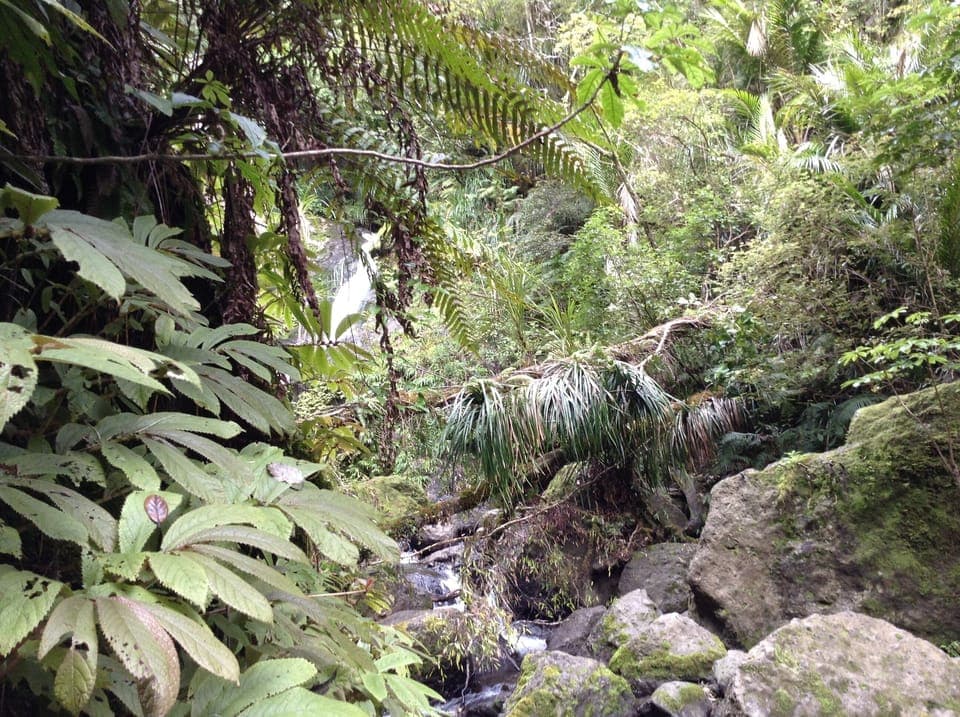 Waiotemarama Falls