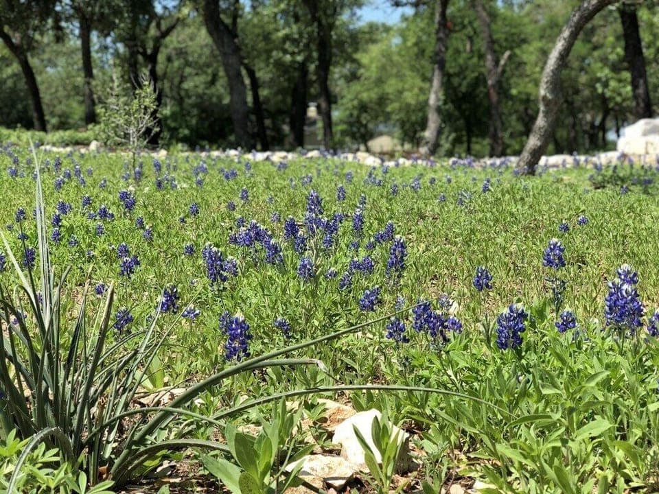 Texas Blue Bonnets.