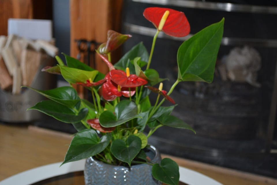 Living Room / Lounge