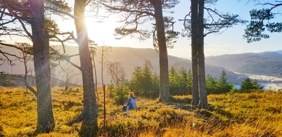 A copse of Scottish Pines on the wee hill to the north of the cottages.