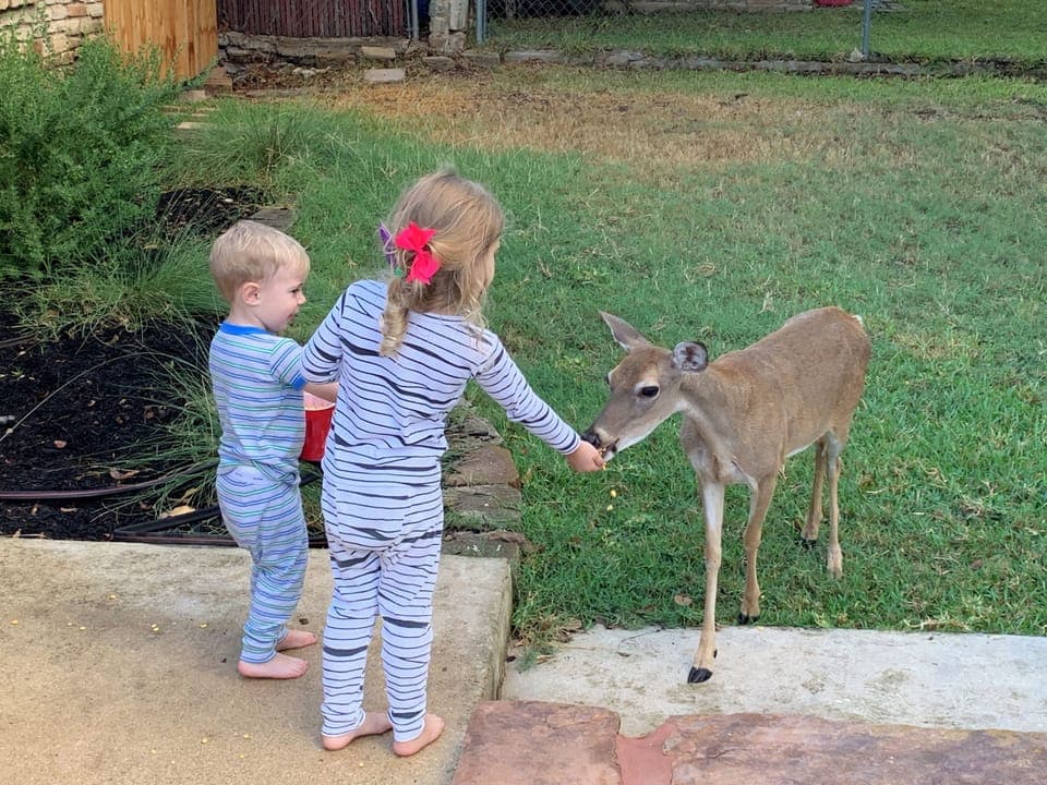 The deer are VERY friendly and will come to visit.