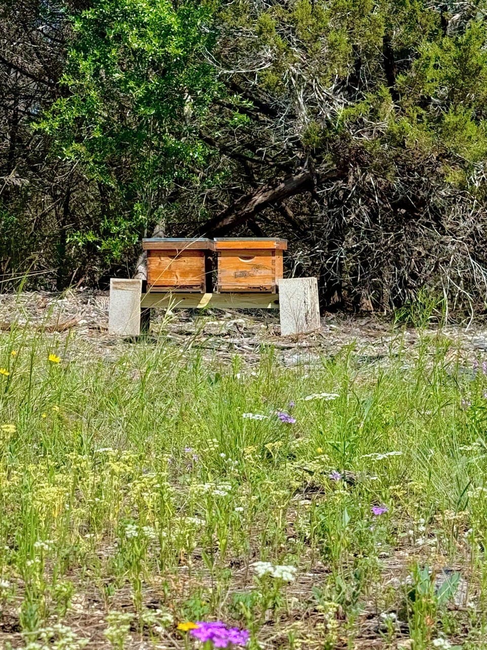 We have 8 active bee hives and are adding rabbits soon