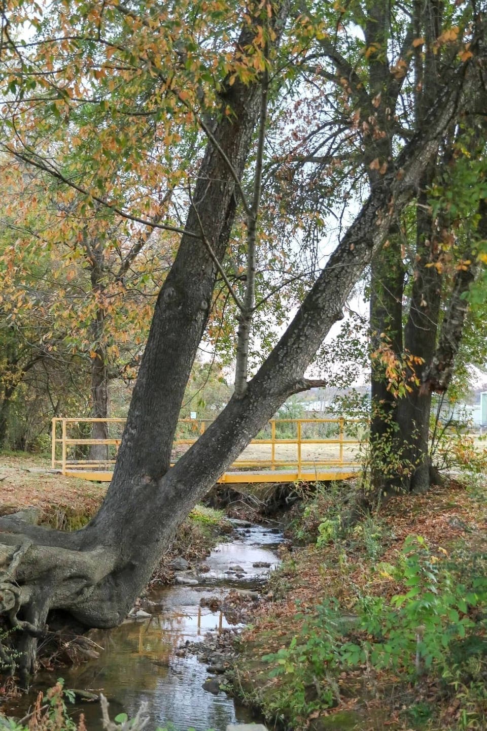 Creek through the park.