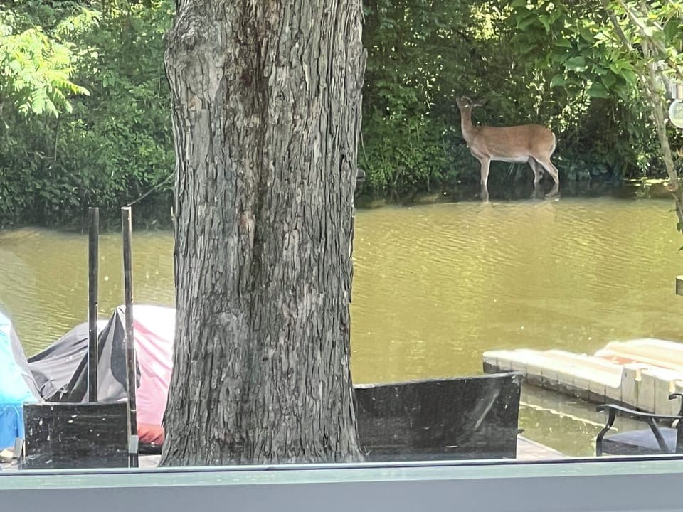 Wildlife at the lake