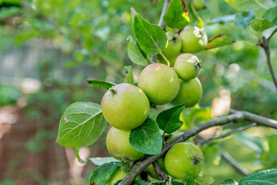 Tukes Cottage Garden - StayCotswold