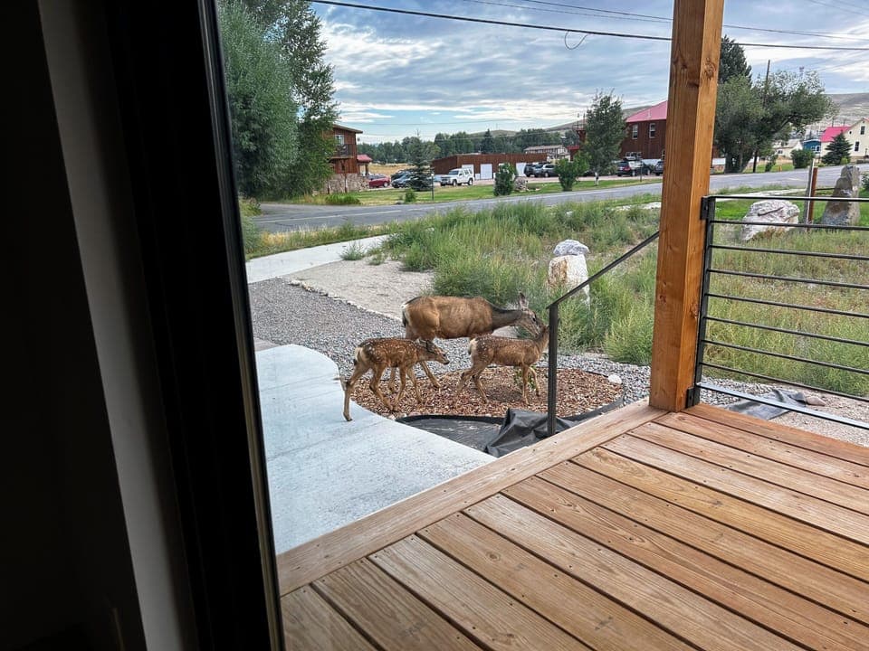 Daily deer visit