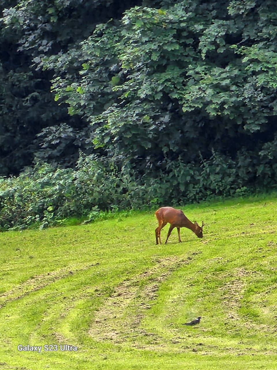 Guest appearance from Derek the Deer