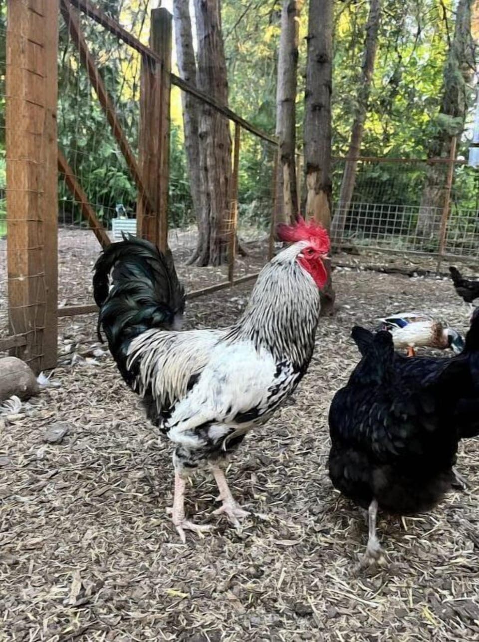 James Dean the rebellious rooster