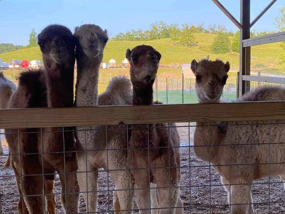 Rose Valley Animal Park