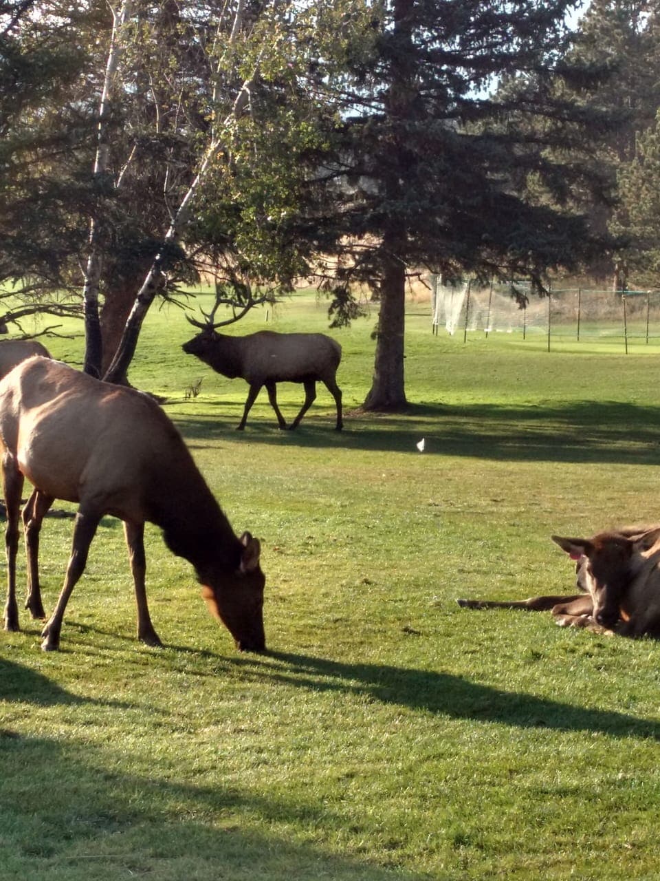 Golf Course